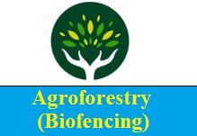 Agroforestry (Biofencing)